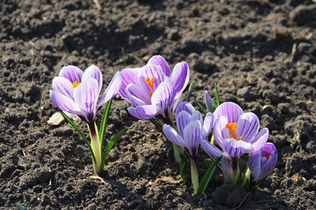 Crocus