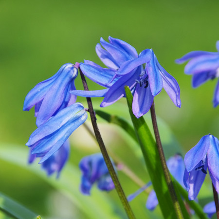 Scilla 