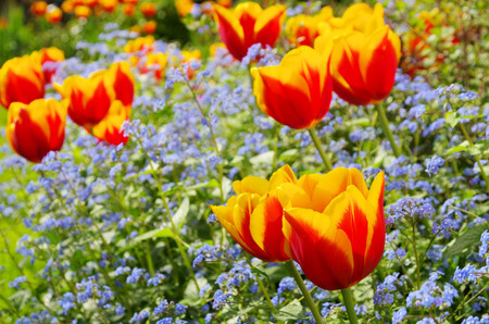 tulip and forget-me-not 