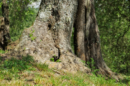olive tree trunk の写真素材