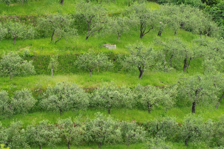 olive grove in Liguria の写真素材