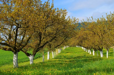 Wachau apricot treesの写真素材