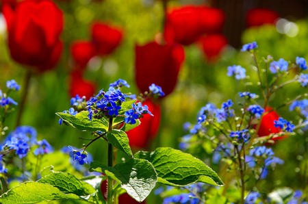 tulip and forget-me-notの写真素材