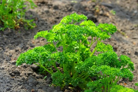 parsley in gardenの写真素材