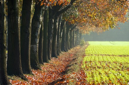 avenue in fall