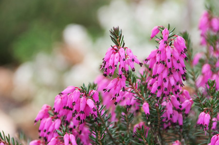 Ericaの写真素材