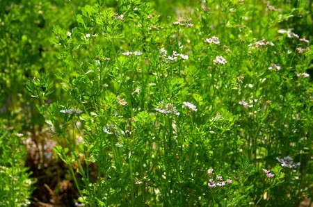 coriander plant