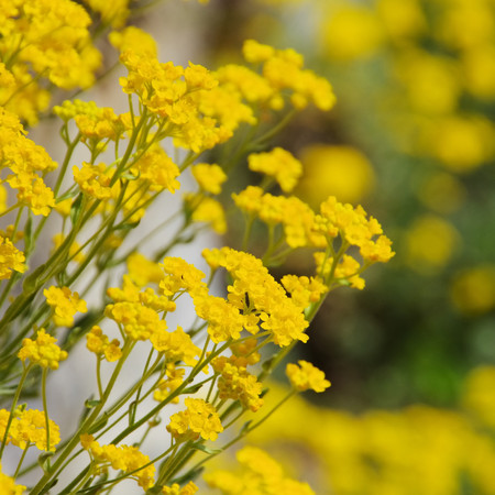 Alyssum saxatile