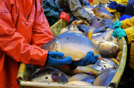 to fish dry