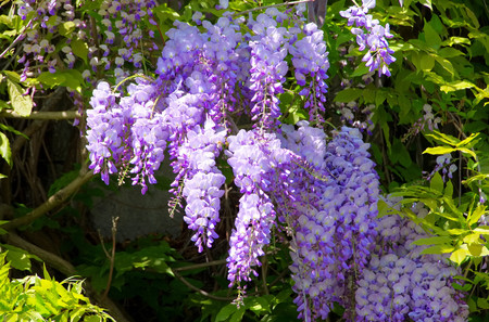 Wisteria 06の写真素材