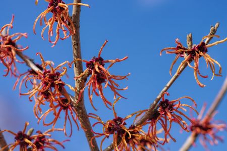 Hamamelis redの写真素材