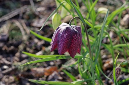 Chess Flowerの写真素材