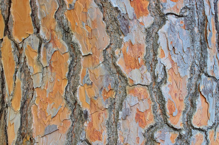 pine barkの写真素材