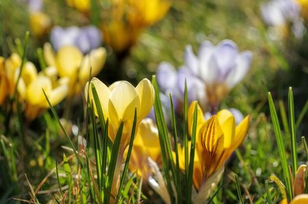 Crocus