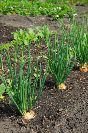 Shallot in gardenの写真素材