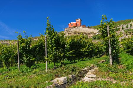 Saale Unstrut vineyardsの写真素材