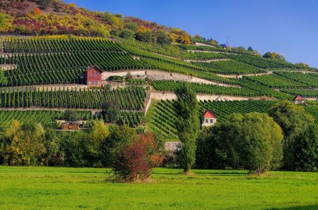 Saale Unstrut vineyards