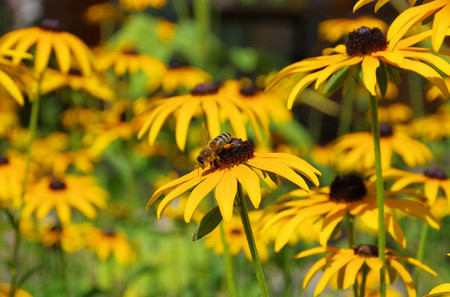 Black-eyed Susan