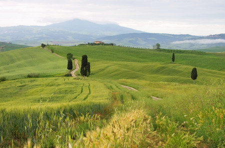 Tuscany cypress trees with trackの写真素材