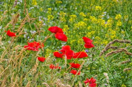 red corn poppy in springの写真素材