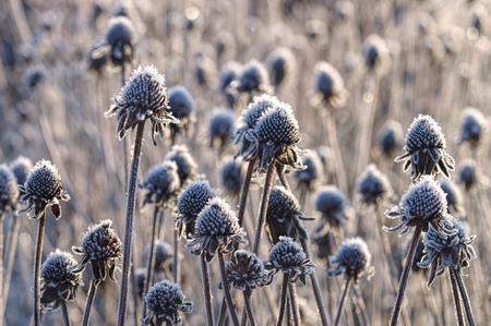 black-eyed Susan with hoarfrost in winterの写真素材
