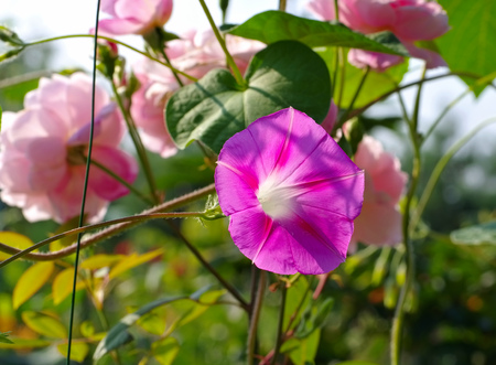 Ipomoea tricolor flower in summer gardenの写真素材
