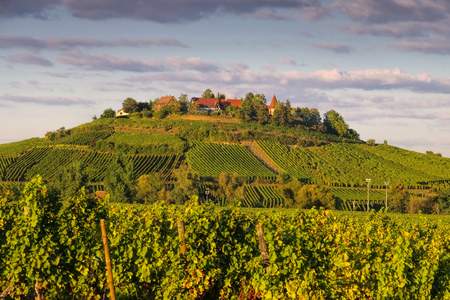 Vineyard and townscape Zellenberg, Alsace in Franceの写真素材
