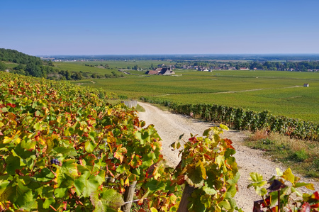 Chateau du Clos de Vougeot, Cote d'Or, Burgundy in Franceのeditorial素材