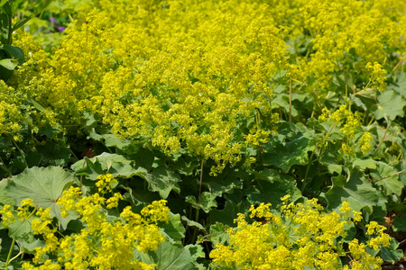 the herbal plant ladys-mantle or Alchemilla mollis