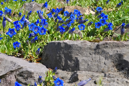 stemless gentian or Gentiana acaulis flower in springの写真素材