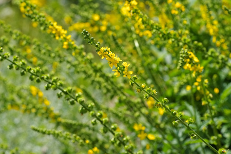 the herbal plant common agrimony or Agrimonia eupatoriaの写真素材