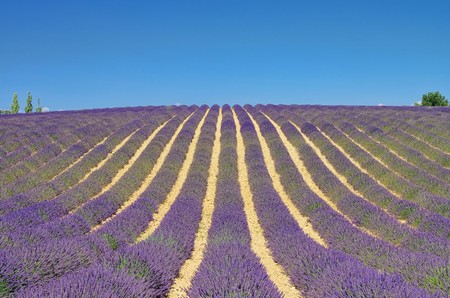 Lavendelfeld - lavender field 11の写真素材
