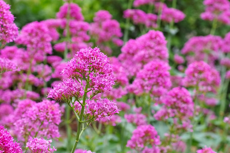 Fedia cornucopiae, a Valerianoideae plantの写真素材