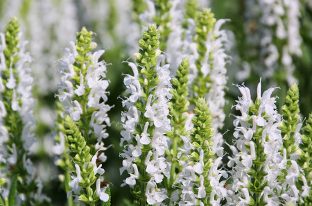 Salvia nemorosa albaの写真素材