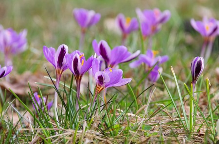 Crocus