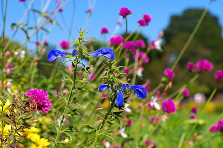 Salvia patens also called called gentian sage in summer gardenの写真素材