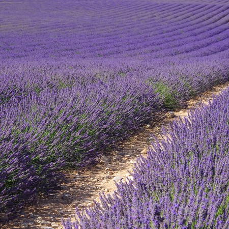 Lavendelfeld - lavender field 75