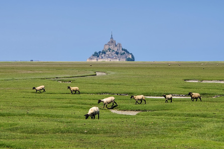 Mont Saint Michel Abbey and sheeps in Normandy, Franceの写真素材