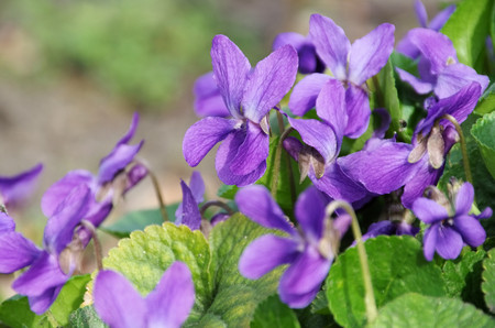 Viola odorata