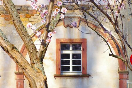 Gimmeldingen old house and blossoming almond treesの写真素材