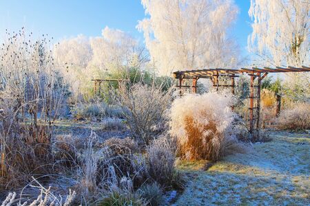garden in winter with hoarfrost on a cold day in the morningの写真素材