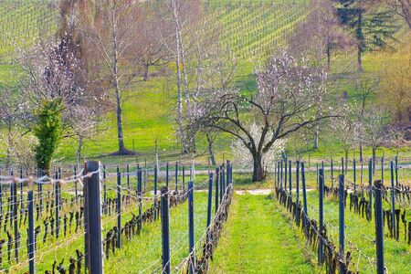 almond blossom in Rhineland Palatinate in spring, Germanyの写真素材