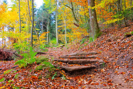 Palatinate Forest in autumn, Germanyの写真素材