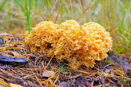 a brown Cauliflower Fungus mushroom in autumn forestの写真素材