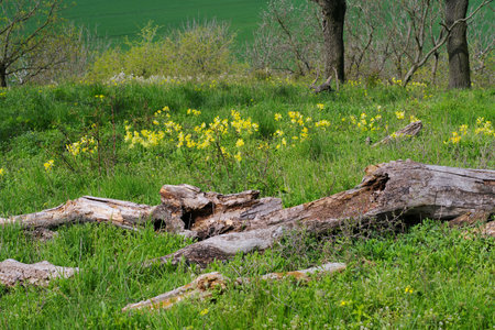 Cowslip yellow spring flowers in a meadowの写真素材