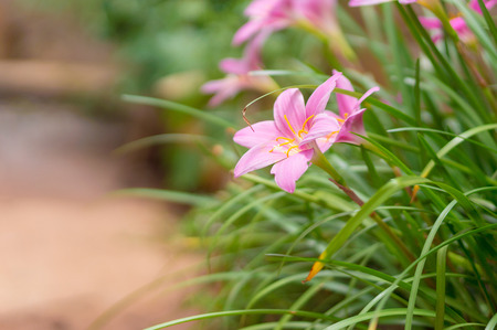 Leek orchid bloom in the parkの写真素材