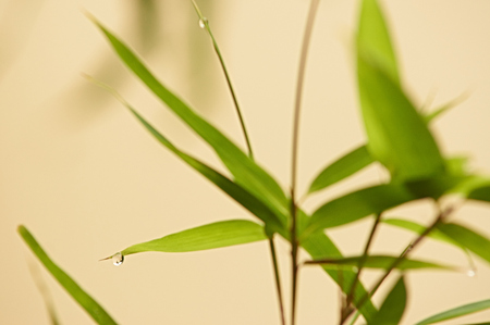 Green bambooの写真素材