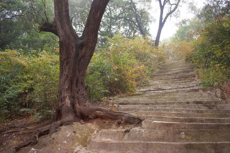 Trees and stairsの写真素材