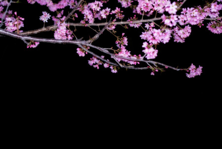 Cherry blossomsの写真素材