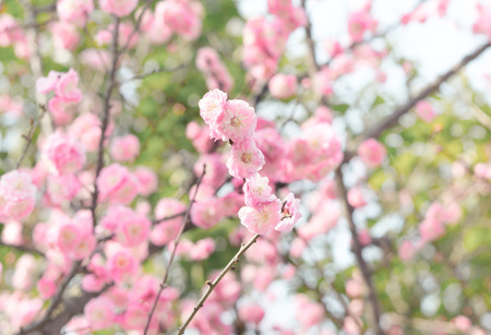 Blooming spring flowers